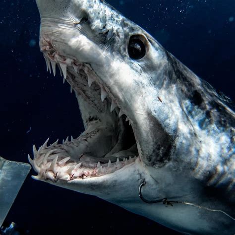 mako shark teeth pictures.